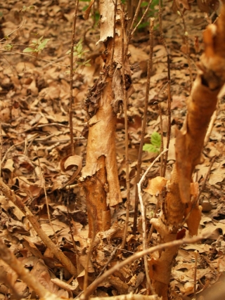 Oakleaf hydrangea peeling bark